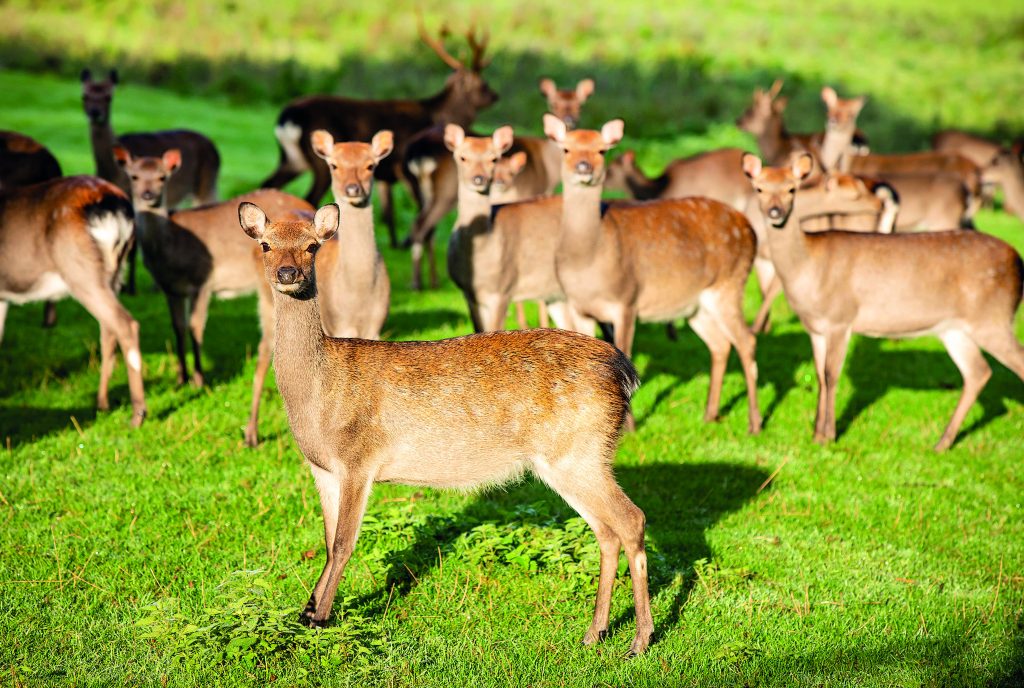 A herd of Sika Deer gather in a green field