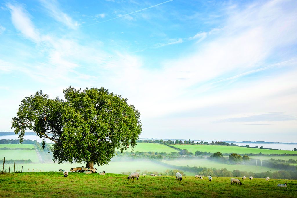 Sparsholt farmland in the morning mist