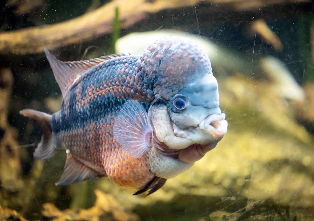 Fish in tank