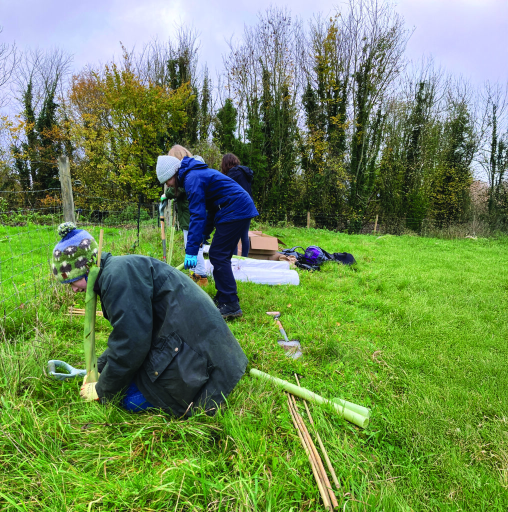 Ecology students planting trees in a green space