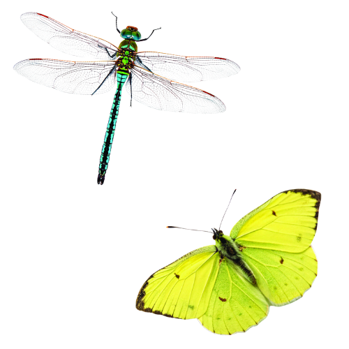 Close‑up image of a vibrant green dragonfly with transparent wings flying above a bright yellow butterfly with black‑tipped wings, both isolated on a white background.